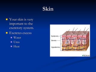 Skin Your skin is very important to the excretory system. Excretes excess Water Urea Heat 