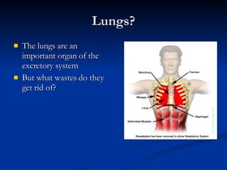 Lungs? The lungs are an important organ of the excretory system But what wastes do they get rid of? 