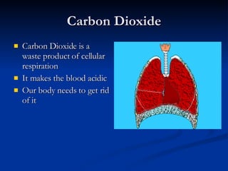 Carbon Dioxide Carbon Dioxide is a waste product of cellular respiration It makes the blood acidic Our body needs to get rid of it 
