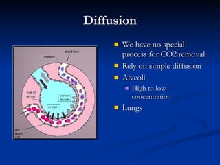 Diffusion We have no special process for CO2 removal Rely on simple diffusion Alveoli High to low concentration Lungs 