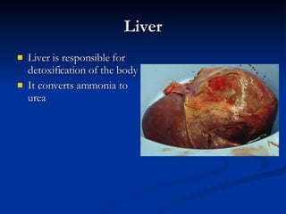 Liver Liver is responsible for detoxification of the body It converts ammonia to urea 