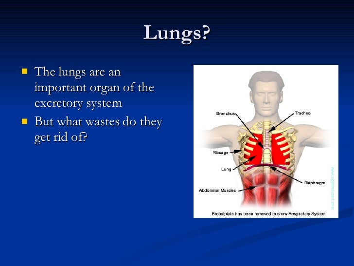 What role do the lungs have in the excretory system?