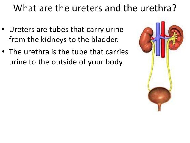 Excretory system