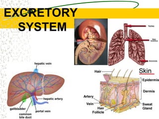 Introduction excretory-system of Human Body | PPT