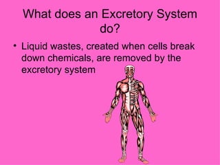 What does an Excretory System do? Liquid wastes, created when cells break down chemicals, are removed by the excretory system 