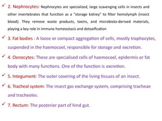 Kidney Insect Excretory and nervous system of insect.pptx