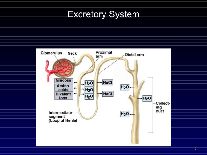 Excretory kidney