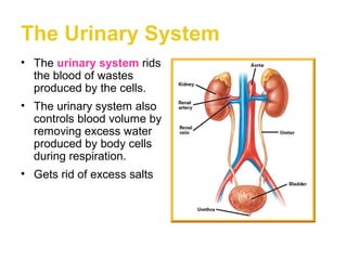 The Urinary System
• The urinary system rids
  the blood of wastes
  produced by the cells.
• The urinary system also
  controls blood volume by
  removing excess water
  produced by body cells
  during respiration.
• Gets rid of excess salts
 