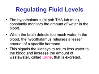 Regulating Fluid Levels
• The hypothalamus (hi poh THA luh mus),
  constantly monitors the amount of water in the
  blood.
• When the brain detects too much water in the
  blood, the hypothalamus releases a lesser
  amount of a specific hormone
• This signals the kidneys to return less water to
  the blood and increase the amount of
  wastewater, called urine, that is excreted.
 