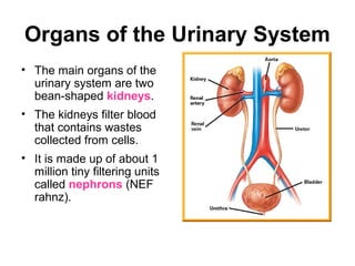 Organs of the Urinary System
• The main organs of the
  urinary system are two
  bean-shaped kidneys.
• The kidneys filter blood
  that contains wastes
  collected from cells.
• It is made up of about 1
  million tiny filtering units
  called nephrons (NEF
  rahnz).
 