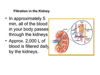 Filtration in the Kidney

• In approximately 5
  min, all of the blood
  in your body passes
  through the kidneys
• Approx. 2,000 L of
  blood is filtered daily
  by the kidneys.
 