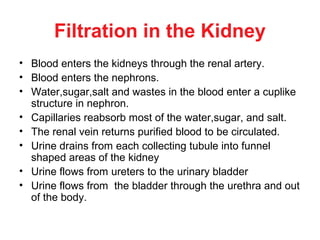 Filtration in the Kidney
• Blood enters the kidneys through the renal artery.
• Blood enters the nephrons.
• Water,sugar,salt and wastes in the blood enter a cuplike
  structure in nephron.
• Capillaries reabsorb most of the water,sugar, and salt.
• The renal vein returns purified blood to be circulated.
• Urine drains from each collecting tubule into funnel
  shaped areas of the kidney
• Urine flows from ureters to the urinary bladder
• Urine flows from the bladder through the urethra and out
  of the body.
 