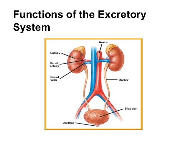 diagram of excretory system excretory notes diagram of excretory system excretory notes