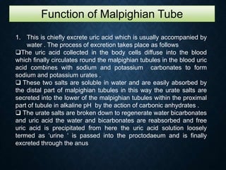Function of Malpighian Tube
1. This is chiefly excrete uric acid which is usually accompanied by
water . The process of excretion takes place as follows
The uric acid collected in the body cells diffuse into the blood
which finally circulates round the malpighian tubules in the blood uric
acid combines with sodium and potassium carbonates to form
sodium and potassium urates .
 These two salts are soluble in water and are easily absorbed by
the distal part of malpighian tubules in this way the urate salts are
secreted into the lower of the malpighian tubules within the proximal
part of tubule in alkaline pH by the action of carbonic anhydrates .
 The urate salts are broken down to regenerate water bicarbonates
and uric acid the water and bicarbonates are reabsorbed and free
uric acid is precipitated from here the uric acid solution loosely
termed as ‘urine ‘ is passed into the proctodaeum and is finally
excreted through the anus
 