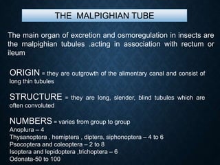 THE MALPIGHIAN TUBE
The main organ of excretion and osmoregulation in insects are
the malpighian tubules .acting in association with rectum or
ileum
ORIGIN = they are outgrowth of the alimentary canal and consist of
long thin tubules
STRUCTURE = they are long, slender, blind tubules which are
often convoluted
NUMBERS = varies from group to group
Anoplura – 4
Thysanoptera , hemiptera , diptera, siphonoptera – 4 to 6
Psocoptera and coleoptera – 2 to 8
Isoptera and lepidoptera ,trichoptera – 6
Odonata-50 to 100
 