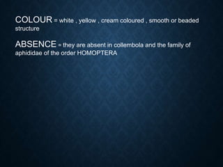 COLOUR = white , yellow , cream coloured , smooth or beaded
structure
ABSENCE = they are absent in collembola and the family of
aphididae of the order HOMOPTERA
 