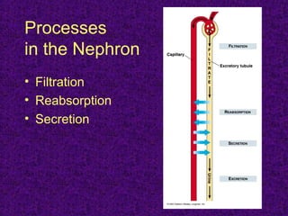Processes
in the Nephron
• Filtration
• Reabsorption
• Secretion
 