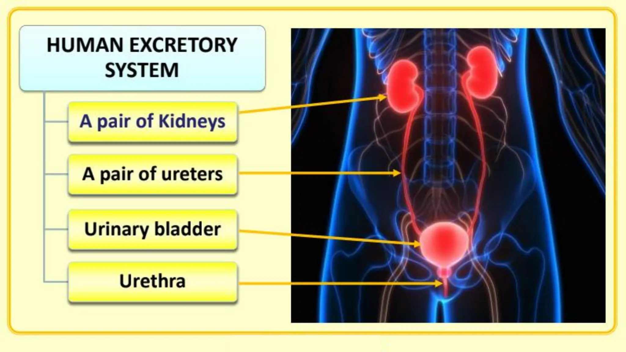 Excretory Products And Their Elimination Pdf