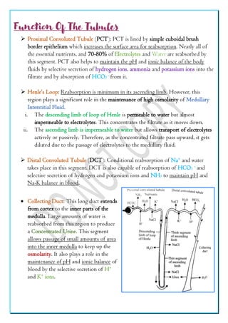 Pct Cd Function Excretory Products And Their Elimination Class 11th | PDF