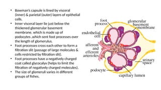 • Bowman’s capsule is lined by visceral
(inner) & parietal (outer) layers of epithelial
cells.
• Inner visceral layer lie just below the
thickened glomerular basement
membrane. which is made up of
podocytes ,which sent foot processes over
the length of glomerulus.
• Foot processes cross each other to form a
filtration slit (passage of large molecules &
cells restricted by filtration slit).
• Foot processes have a negatively charged
coat called glycocalyx (helps to limit the
filtration of negatively charged molecules).
• The size of glomeruli varies in different
groups of fishes.
 