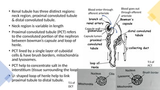 • Renal tubule has three distinct regions:
neck region, proximal convoluted tubule
& distal convoluted tubule.
• Neck region is variable in length
• Proximal convoluted tubule (PCT) refers
to the convoluted portion of the nephron
between bowman’s capsule and loop of
henle.
• PCT lined by a single layer of cuboidal
cells & have brush borders, mitochondria
and lysosomes.
• PCT help to concentrate salt in the
interstitium (tissue surrounding the loop).
• U- shaped loop of henle help to link
proximal tubule to distal tubule.
Blood enter through
afferent arteriole
Blood goes out
through efferent
arteriole
Capsule wall
Capsule lumen
T.S of
DCT
T.S of
PCT
 