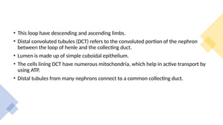 • This loop have descending and ascending limbs.
• Distal convoluted tubules (DCT) refers to the convoluted portion of the nephron
between the loop of henle and the collecting duct.
• Lumen is made up of simple cuboidal epithelium.
• The cells lining DCT have numerous mitochondria, which help in active transport by
using ATP.
• Distal tubules from many nephrons connect to a common collecting duct.
 