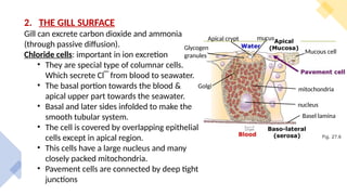 2. THE GILL SURFACE
Gill can excrete carbon dioxide and ammonia
(through passive diffusion).
Chloride cells: important in ion excretion
• They are special type of columnar cells.
Which secrete Cl‾ from blood to seawater.
• The basal portion towards the blood &
apical upper part towards the seawater.
• Basal and later sides infolded to make the
smooth tubular system.
• The cell is covered by overlapping epithelial
cells except in apical region.
• This cells have a large nucleus and many
closely packed mitochondria.
• Pavement cells are connected by deep tight
junctions
Apical crypt
Golgi
Basel lamina
mitochondria
nucleus
Glycogen
granules
mucus
Mucous cell
 