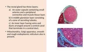 • The rectal gland has three layers;
a) An outer capsule containing small
arteries and a peripheral
connective and muscle tissue layer.
b) A middle glandular layer consisting
of a zone of secreting tubules.
c) An inner layer having veins and
ducts arranged around a central canal
that terminate in a central duct.
• Mitochondria, Golgi apparatus, smooth
and rough endoplasmic reticulum also is
present.
 