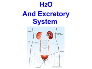 H 2 O And Excretory System   