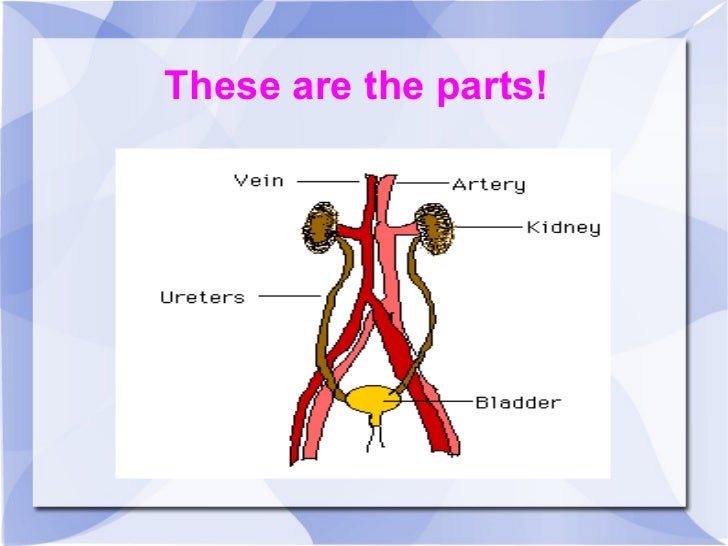 Www Kids Biology Com Human – Kids Matttroy