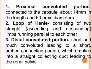 1. Proximal convoluted portion-  connected to the capsule, about 14mm in the length and 60 µmin diameters.  2. Loop of Henle-  consisting of two straight (ascending and descending) limbs running parallel to each other  3. Distal convoluted portion-  short and much convoluted leading to a short, arched connecting portion, which empties into a straight collecting duct leading to the renal pelvis  