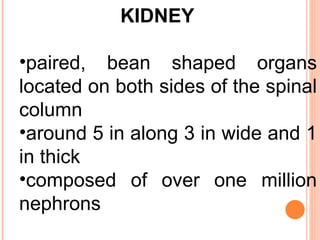 KIDNEY   paired, bean shaped organs located on both sides of the spinal column  around 5 in along 3 in wide and 1 in thick  composed of over one million nephrons  