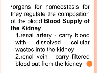 organs for homeostasis for they regulate the composition of the blood  Blood Supply of the Kidney   renal artery - carry blood with dissolved cellular wastes into the kidney  renal vein - carry filtered blood out from the kidney  
