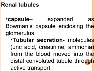 Renal tubules   capsule – expanded as Bowman’s capsule enclosing the glomerulus  Tubular secretion - molecules (uric acid, creatinine, ammonia) from the blood moved into the distal convoluted tubule through active transport.  