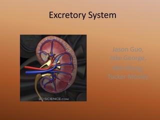 Excretory System Jason Guo, Jake George, Wei Wang, Tucker Mosley 