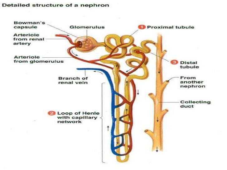 diagram of the nephron nephron diagram labeled renal cortex elsavadorla diagram of the nephron nephron diagram labeled renal cortex elsavadorla