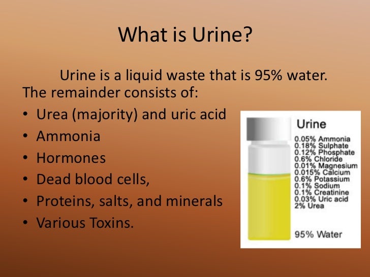 what urine is made of what urine is made of