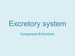 Excretory system Components & functions 