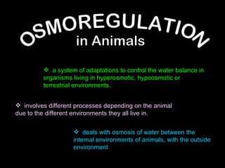OSMOREGULATION in Animals a system of adaptations to control the water balance in organisms living in hyperosmotic, hypoosmotic or terrestrial environments. involves different processes depending on the animal due to the different environments they all live in. deals with osmosis of water between the internal environments of animals, with the outside environment 