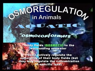 OSMOREGULATION in Animals AQUATIC "osmoconformers" don't actively regulate the osmolarity of their body fluids (but they may regulate the concentration of specific ions)  body fluids  ISOSMOTIC  to the surrounding seawater  
