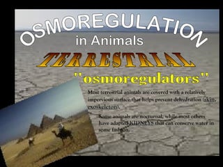 OSMOREGULATION in Animals TERRESTRIAL "osmoregulators" Most terrestrial animals are covered with a relatively impervious surface that helps prevent dehydration  ( skin ,  exoskeleton ).   Some animals are nocturnal, while most others have adapted  KIDNEYS  that can conserve water in some fashion.  