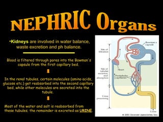 NEPHRIC Organs Kidneys  are involved in water balance, waste excretion and ph balance.  Blood is filtered through pores into the Bowman's capsule from the first capillary bed.  In the renal tubules, certain molecules (amino acids, glucose etc.) get reabsorbed into the second capillary bed, while other molecules are secreted into the tubule.  Most of the water and salt is reabsorbed from these tubules; the remainder is excreted as  URINE .  