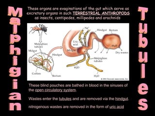 Malphigian Tubules These organs are evaginations of the gut which serve as excretory organs in such  TERRESTRIAL ANTHROPODS  as insects, centipedes, millipedes and arachnids  These blind pouches are bathed in blood in the sinuses of the  open circulatory system .  Wastes enter the  tubules  and are removed via the  hindgut .   nitrogenous wastes are removed in the form of  uric acid   