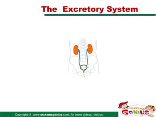 The Excretory System




Copyright of www.makemegenius.com, for more videos ,visit us.
 
