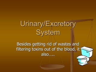 Urinary/Excretory
       System
Besides getting rid of wastes and
filtering toxins out of the blood, it
               also…..
 