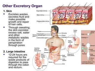 Other Excretory Organ
1. Skin
   Excretes wastes,
    secretes fluid and
    make possible
    growth and repair
    of hair cells.
   Through sweating,
    the skin excretes
    excess salt, water
    and other
    metabolic wastes
    in the form of
    perspiration
    through pores

2. Large intestine
   12-24 hours are
    required for the
    waste products of
    digestion to pass
    through the colon
    and rectum.
 