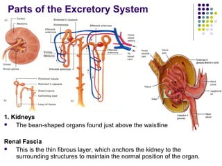 Parts of the Excretory System




1. Kidneys
   The bean-shaped organs found just above the waistline

Renal Fascia
  This is the thin fibrous layer, which anchors the kidney to the
   surrounding structures to maintain the normal position of the organ.
 
