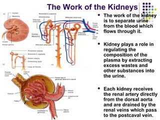 The Work of the Kidneys
               The work of the kidney
                is to separate urine
                from the blood which
                flows through it.

               Kidney plays a role in
                regulating the
                composition of the
                plasma by extracting
                excess wastes and
                other substances into
                the urine.

               Each kidney receives
                the renal artery directly
                from the dorsal aorta
                and are drained by the
                renal veins which pass
                to the postcaval vein.
 