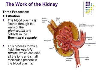 The Work of the Kidney
Three Processes:
1. Filtration
 The blood plasma is
    filtered through the
    walls of the
    glomerulus and
    collects in the
    Bowman’s capsule

   This process forms a
    fluid, the nephric
    filtrate, which contains
    all the ions and small
    molecules present in
    the blood plasma.
 