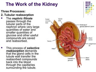 The Work of the Kidney
Three Processes:
2. Tubular reabsorption
   The nephric filtrate
    passes through the
    tubular parts of the
    nephron where very large
    quantities of water and
    smaller quantities of
    glucose and other useful
    compounds are saved
    and reabsorbed.

   This process of selective
    reabsorption demands
    that the gland cells in the
    tubule wall transfer the
    reabsorbed compounds
    back into the blood
    through the capillaries
    surrounding the tubule.
 